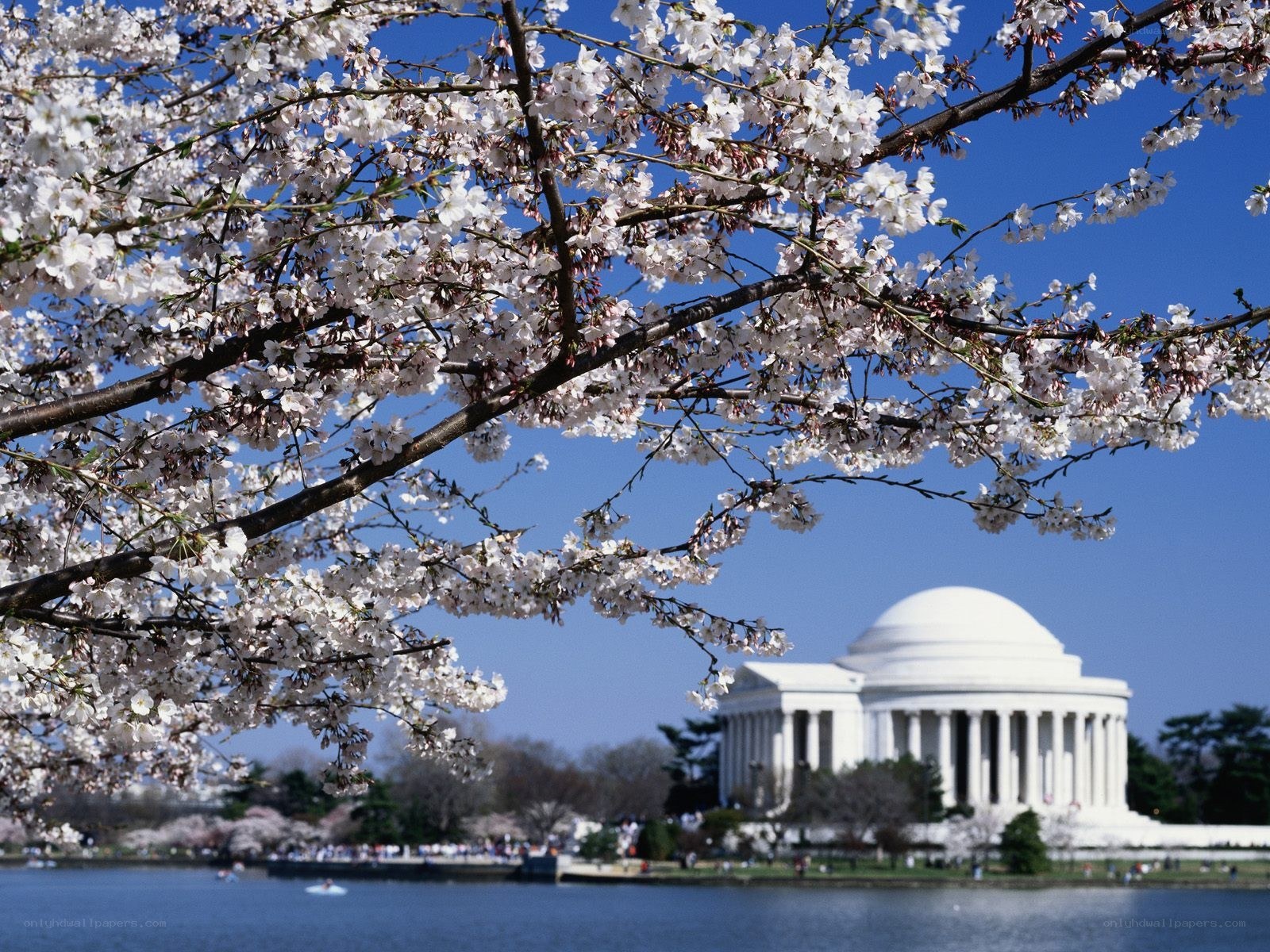 Cherry blossoms at Jefferson Memorial