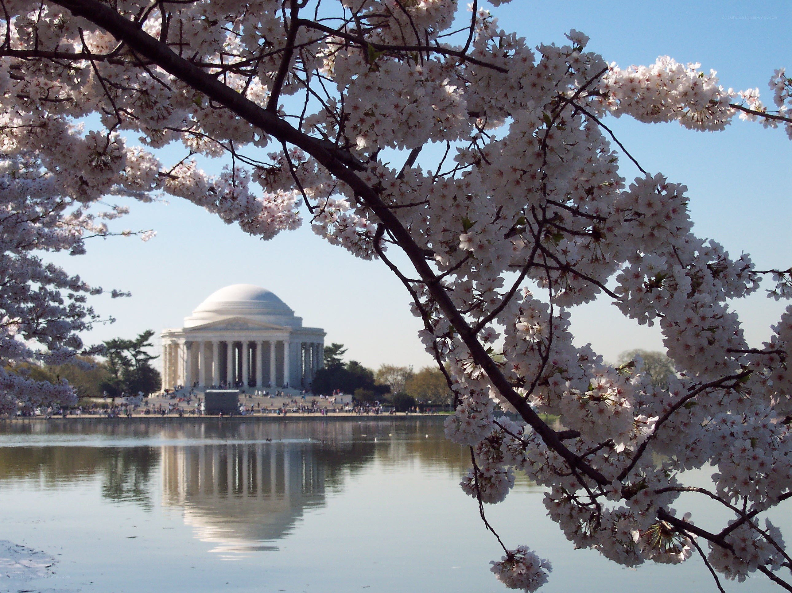 Cherry blossoms at Jefferson Memorial