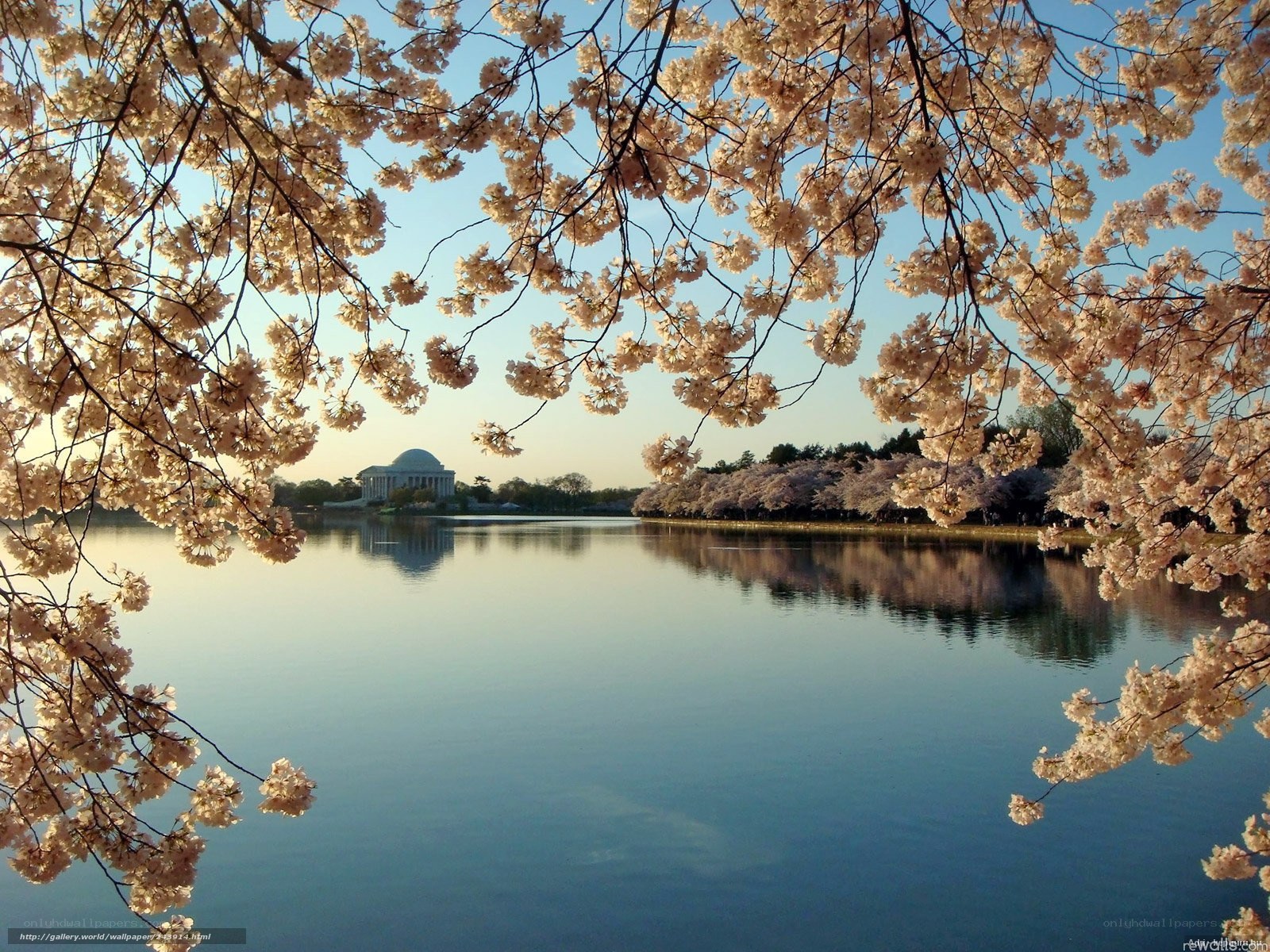 Cherry blossoms at Jefferson Memorial