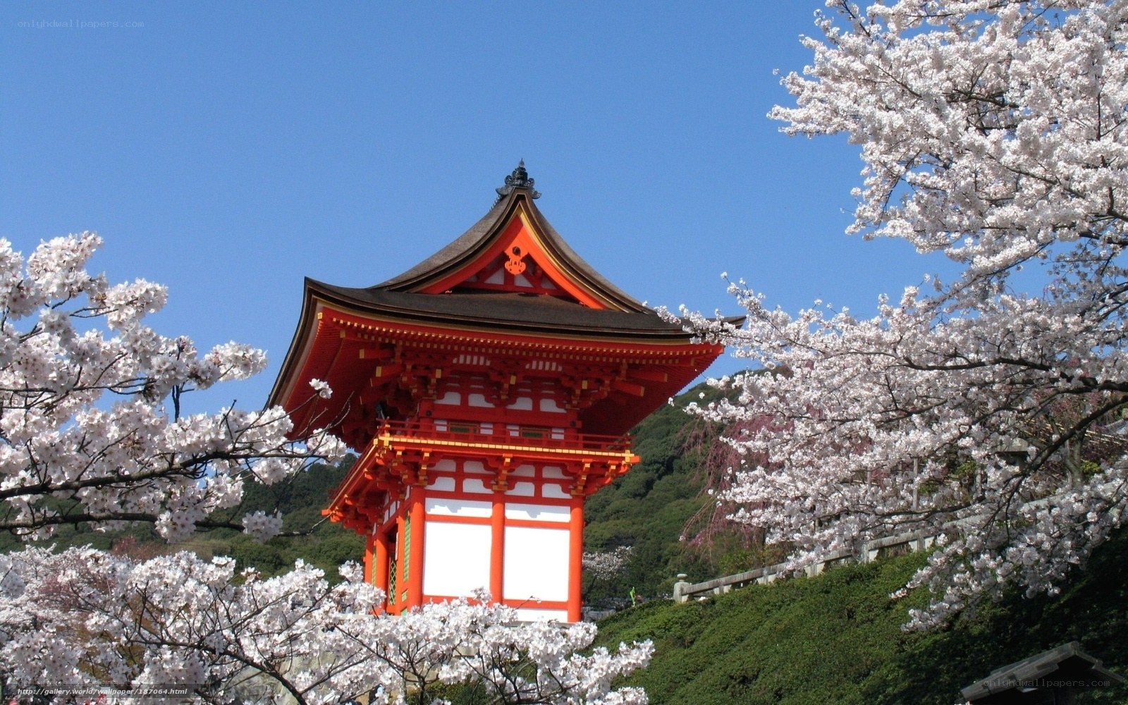 Cherry blossoms at Kiyomizu-dera