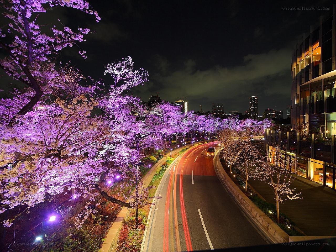 Cherry blossoms at night