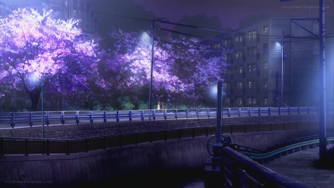 Cherry blossoms at night