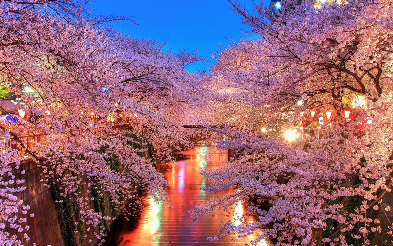 Cherry blossoms at night