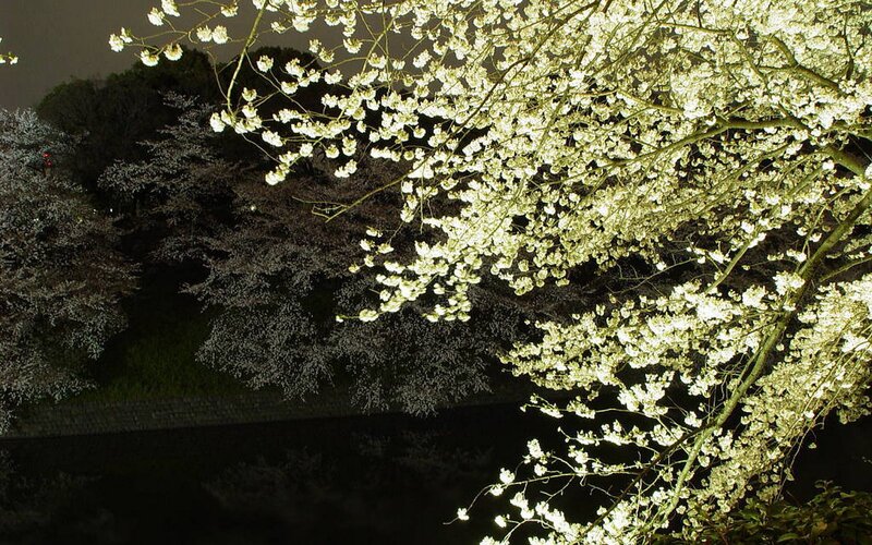 Cherry blossoms at night