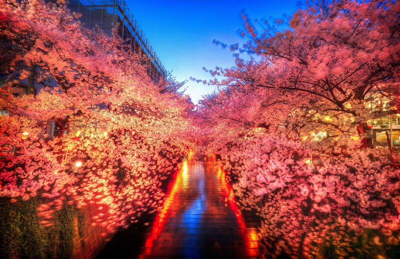 Cherry blossoms at night