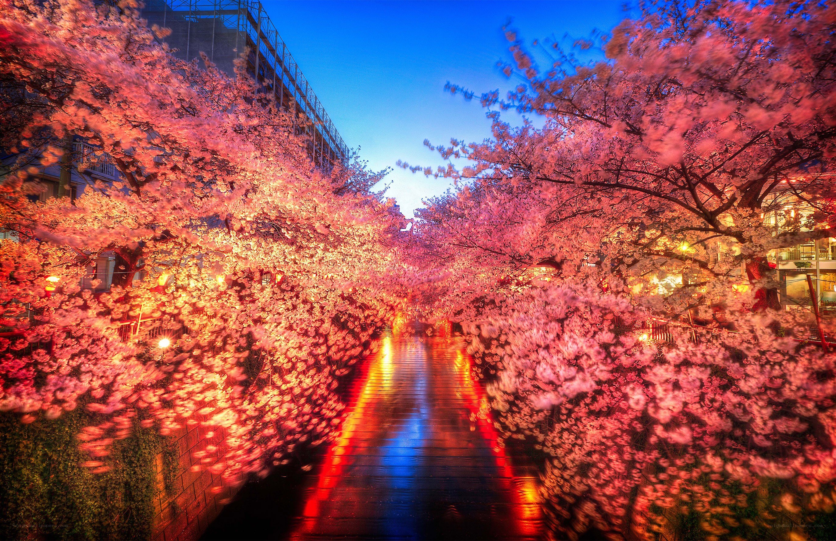 Cherry blossoms at night