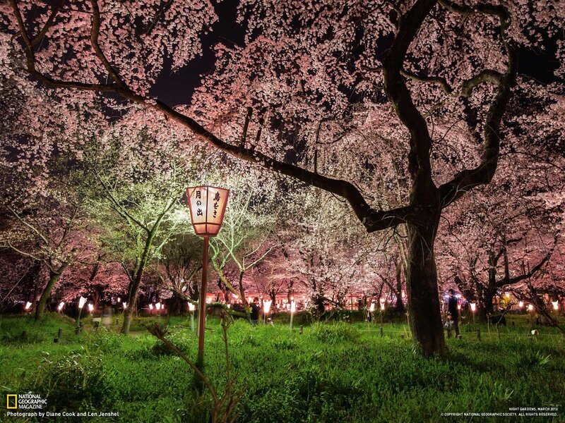 Cherry blossoms at night