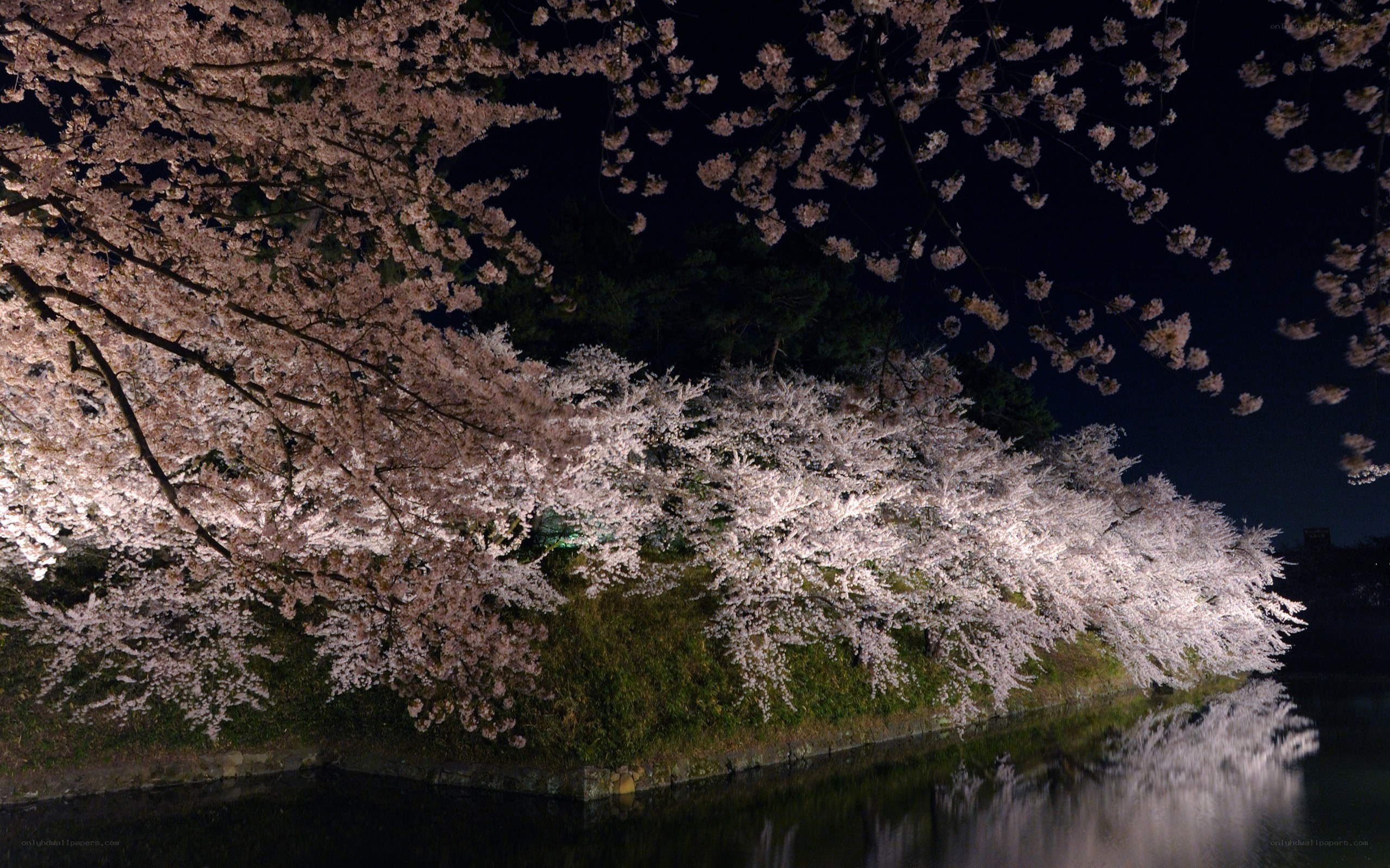 Cherry blossoms at night