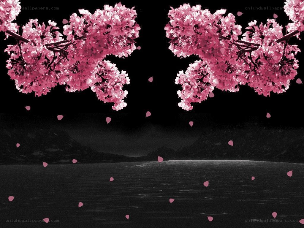 cherry blossoms at night