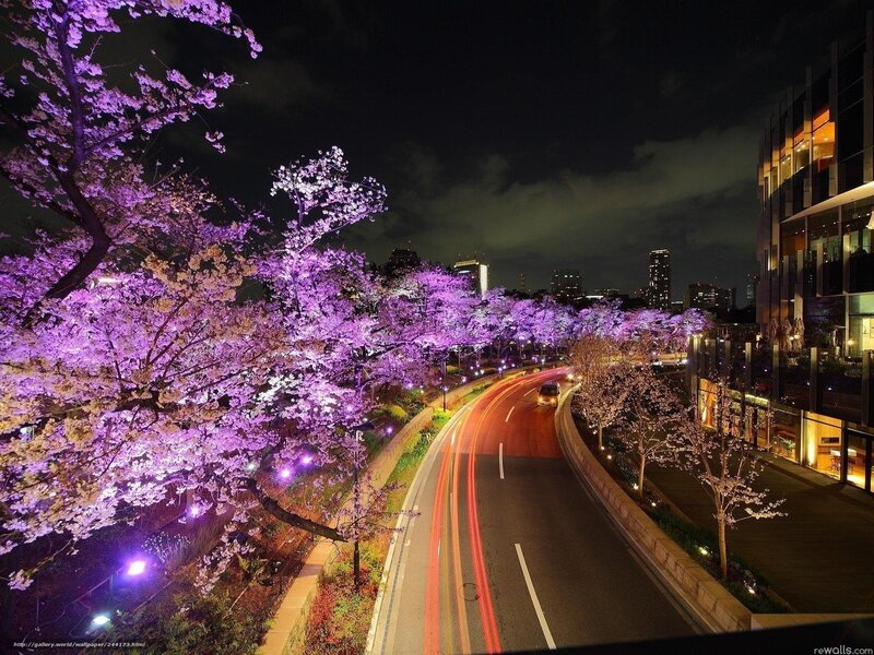 Cherry blossoms at night