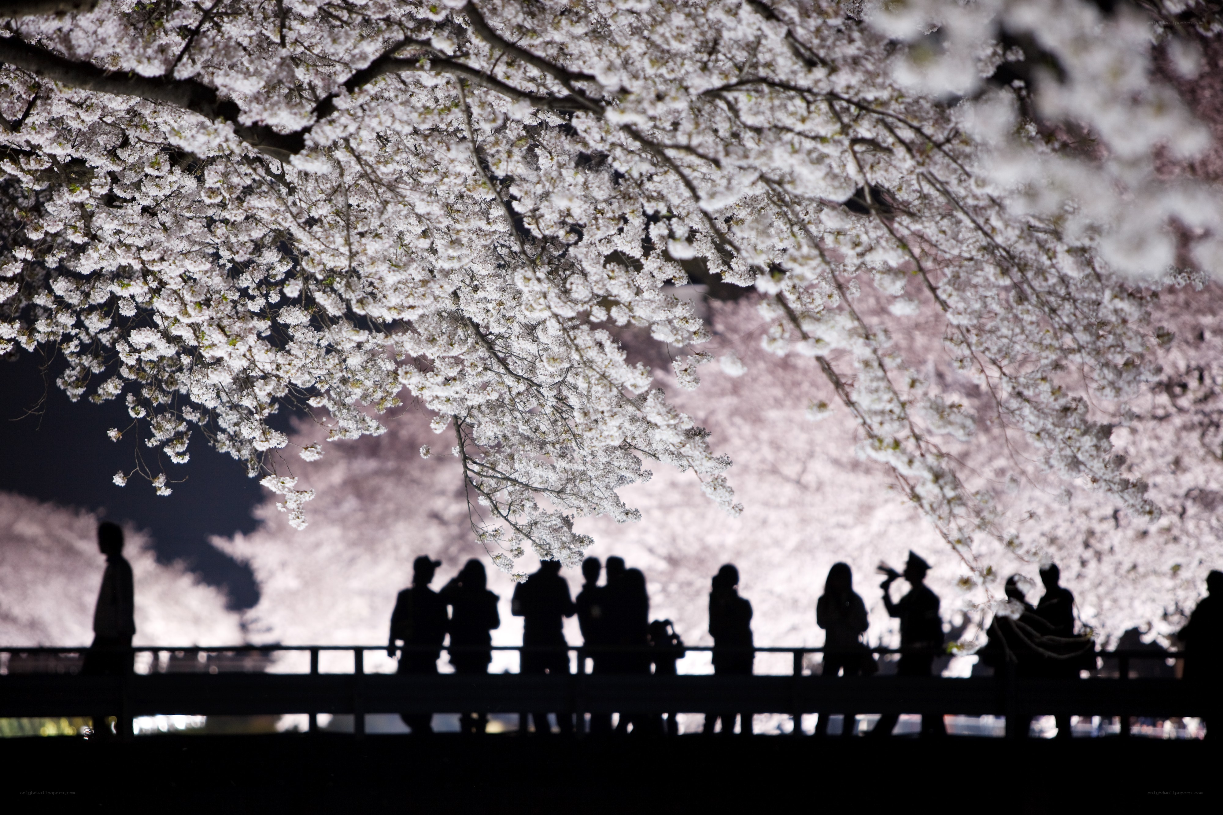 Cherry blossoms at night