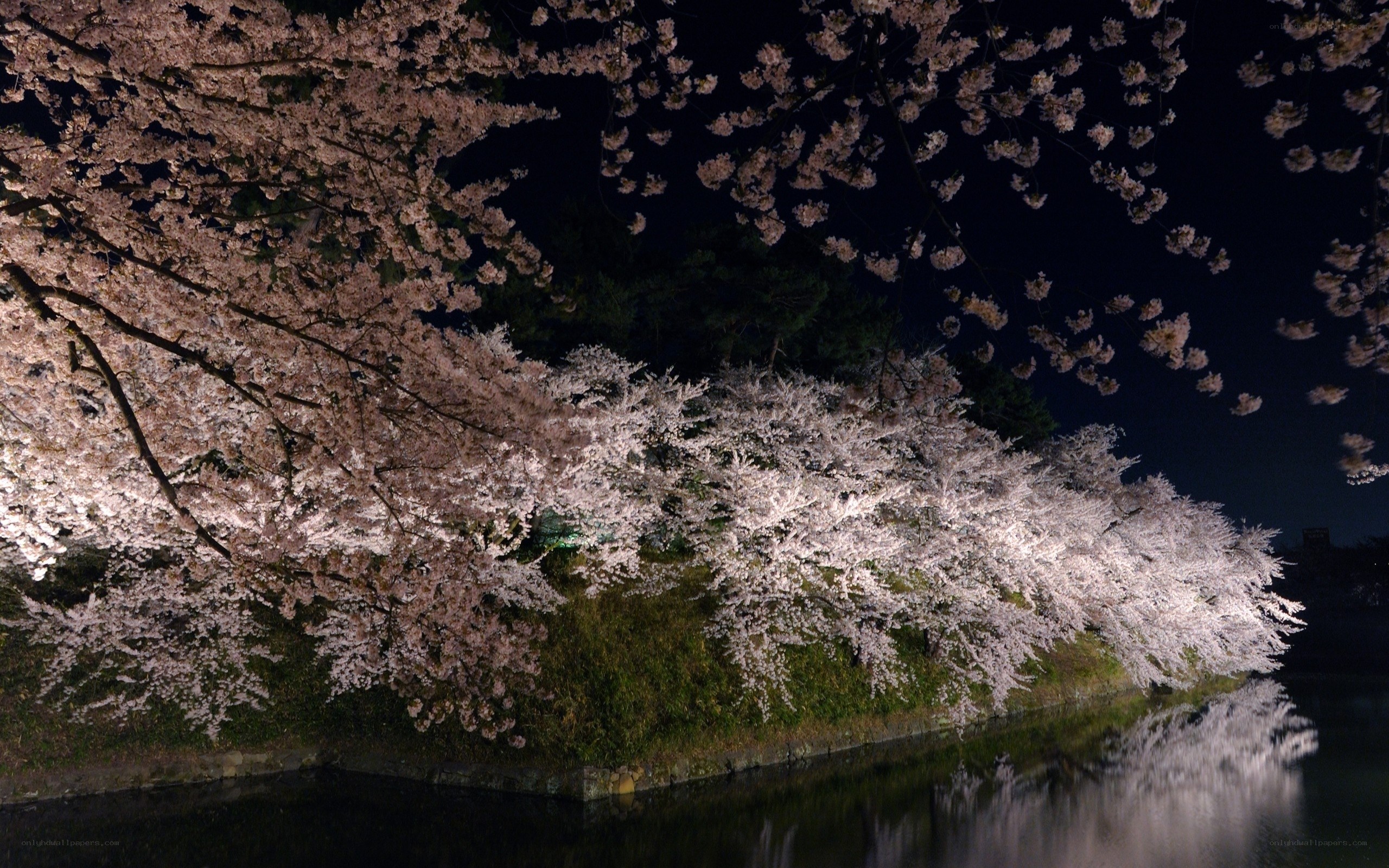 Cherry blossoms at night