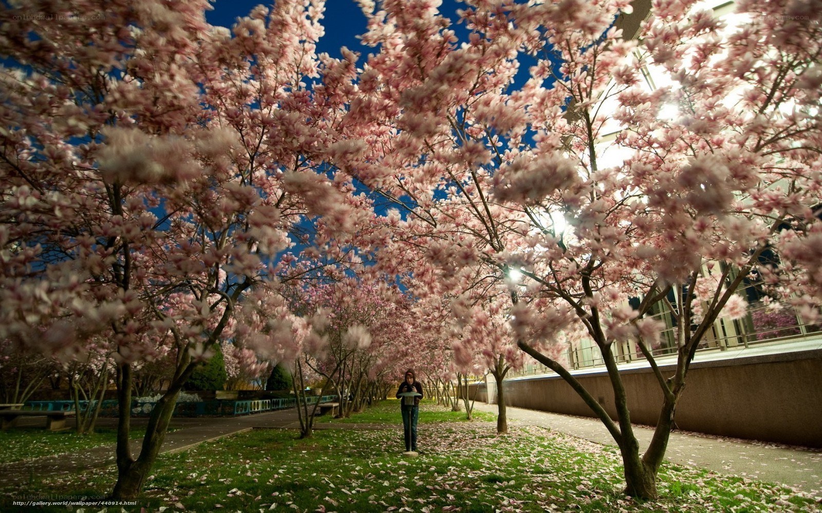 Cherry blossoms at night