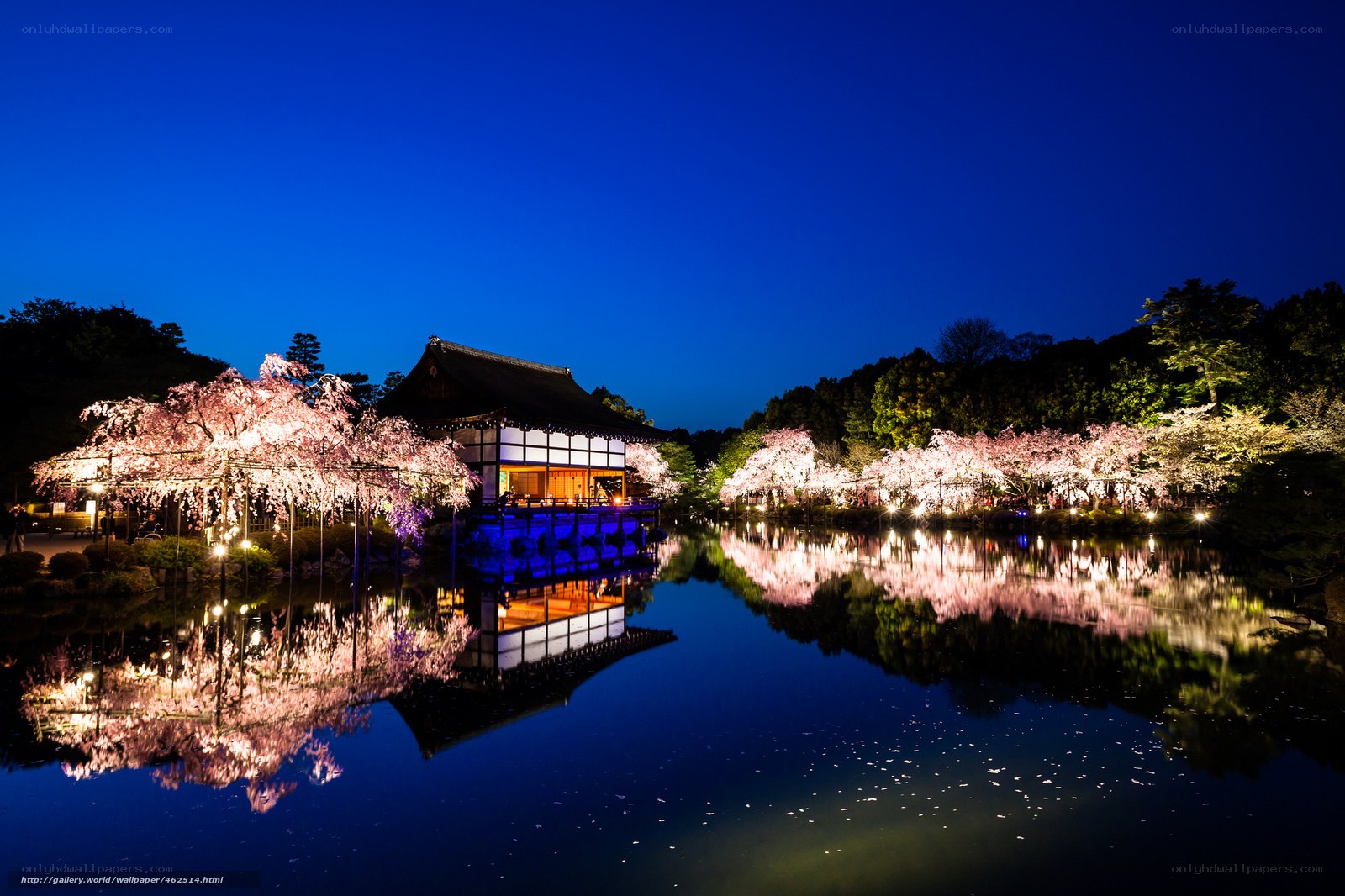 Cherry blossoms at night