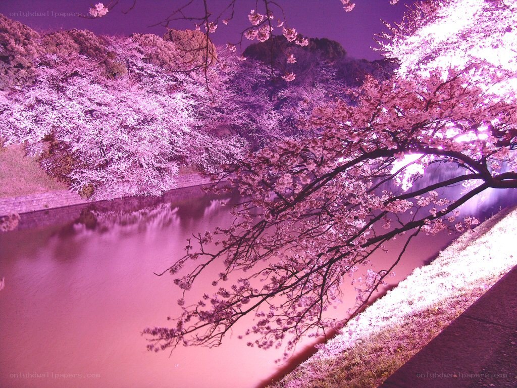 Cherry blossoms at night