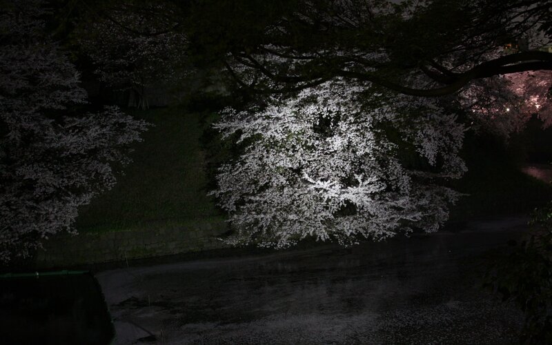 Cherry blossoms at night