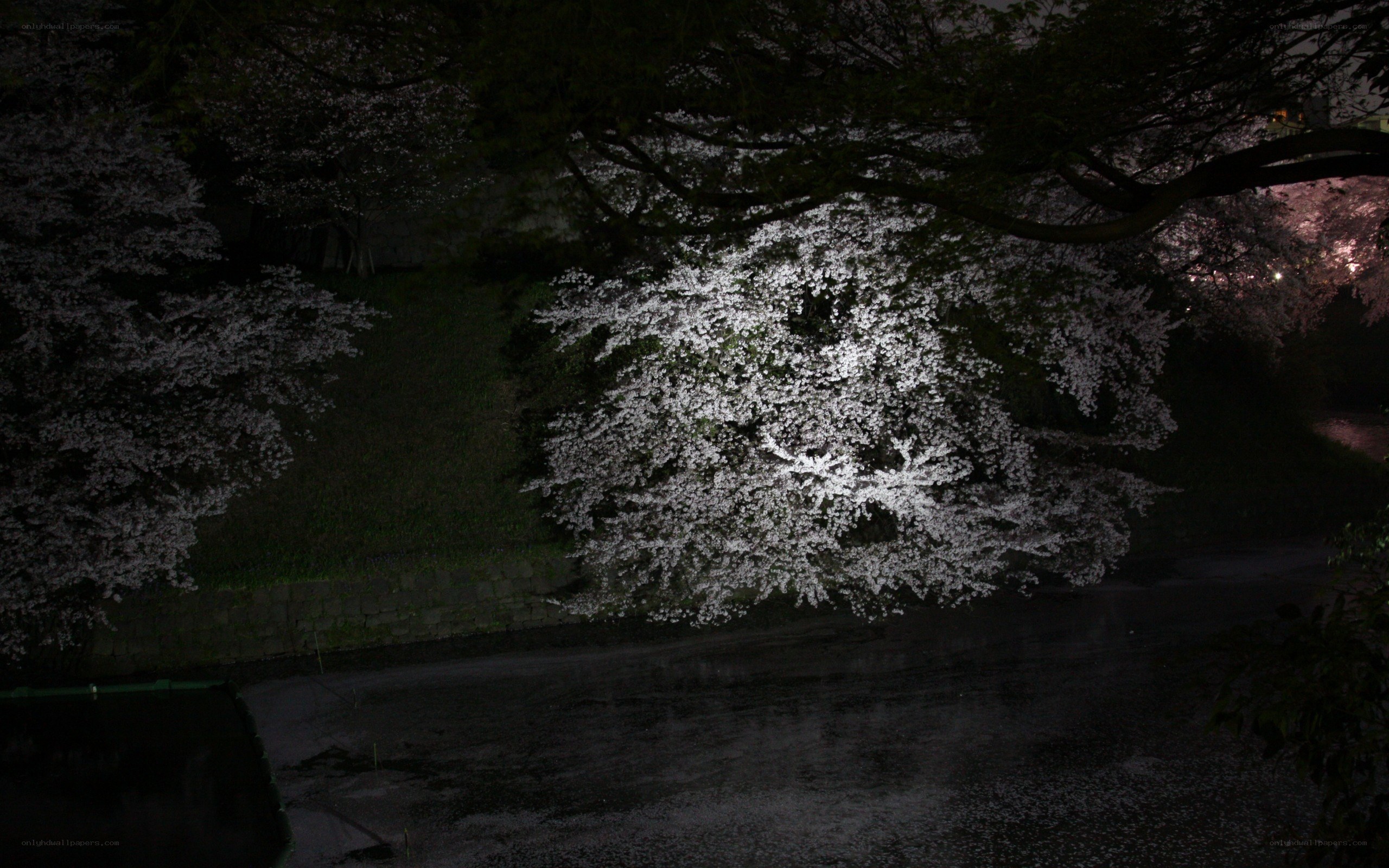 Cherry blossoms at night
