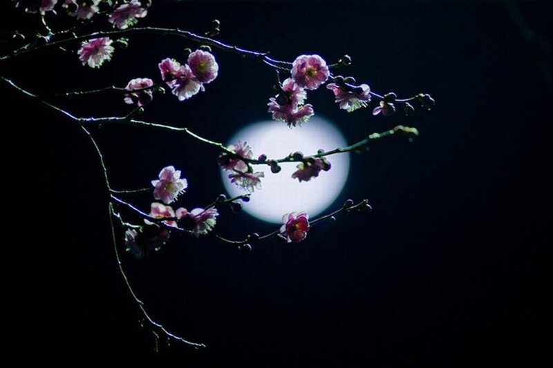 Cherry Blossoms at Night — Black