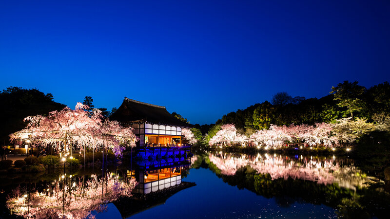 Cherry Blossoms at Night — Blue, Serene, Photograph, Building