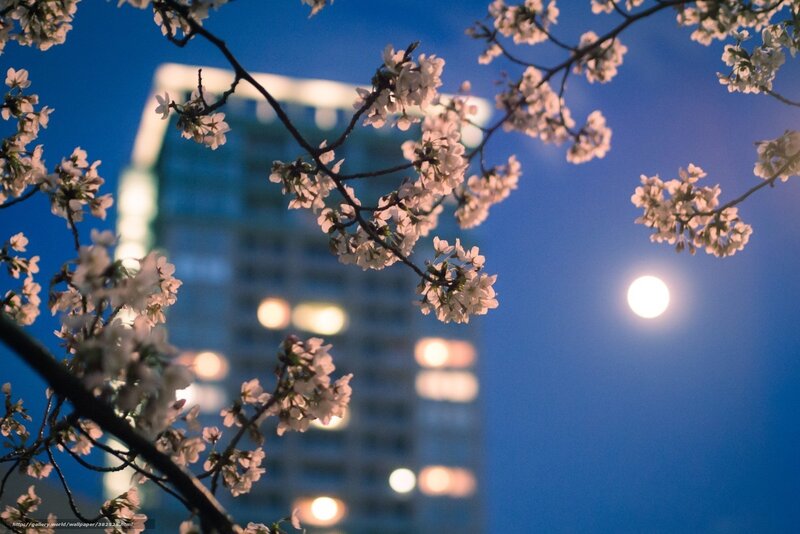 Cherry Blossoms at Night — Blue, Serene, Photograph, Moon