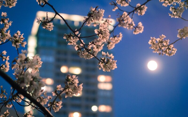 Cherry Blossoms at Night — Blue, Serene, Photograph