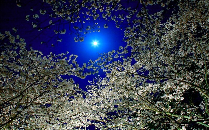 Cherry Blossoms at Night — Blue, Serene