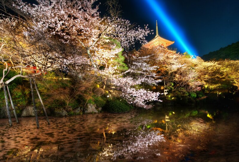 Cherry Blossoms at Night — Blue