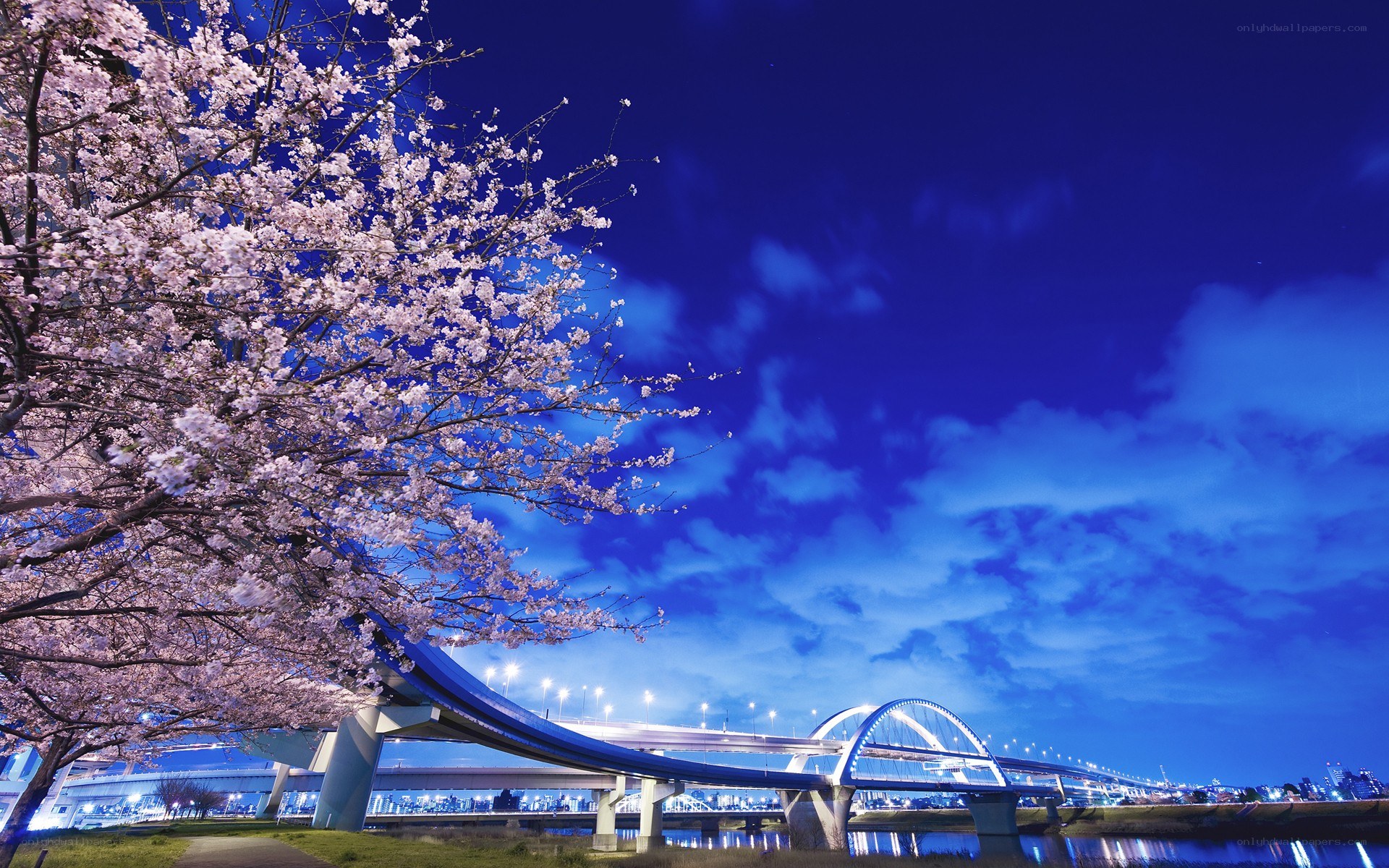 Cherry blossoms at night by a bridge