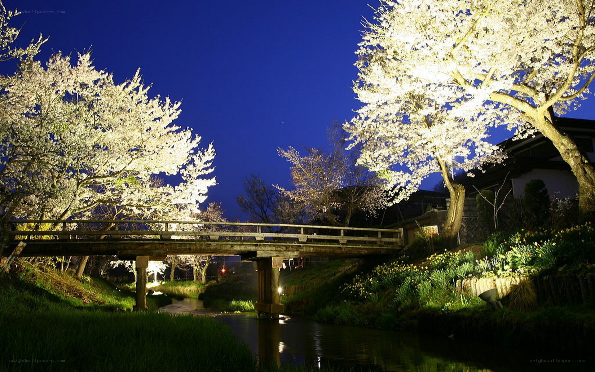 Cherry blossoms at night by a bridge