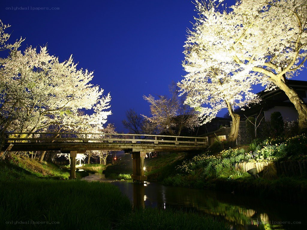 Cherry blossoms at night by a bridge