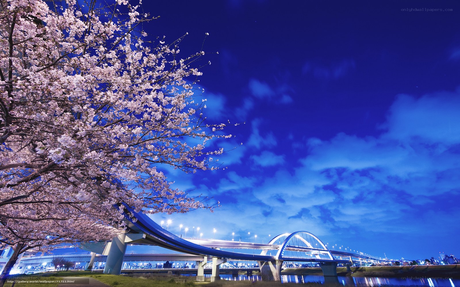 Cherry blossoms at night by a bridge