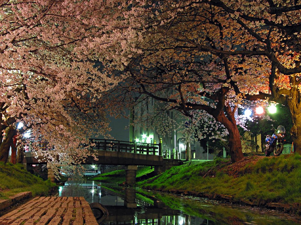 Cherry blossoms at night by a canal
