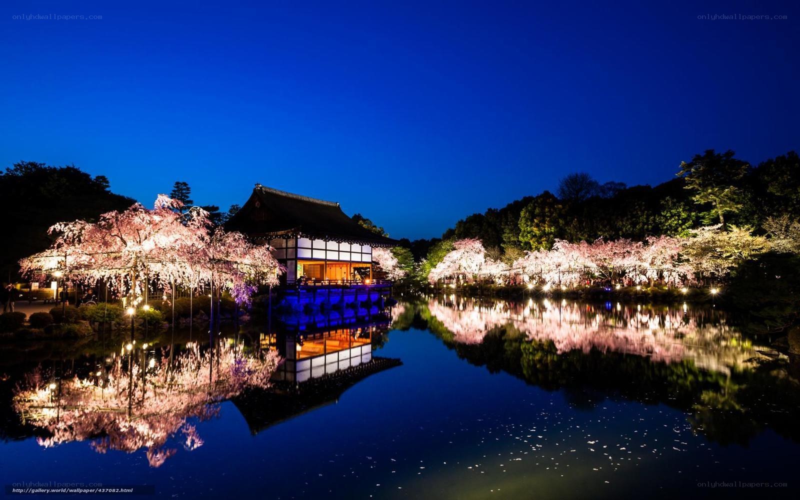 Cherry blossoms at night by a temple