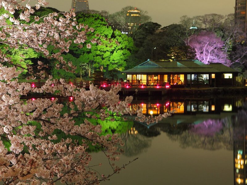 Cherry blossoms at night by the lake