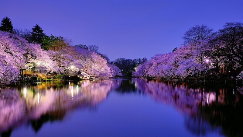 Cherry blossoms at night by the lake