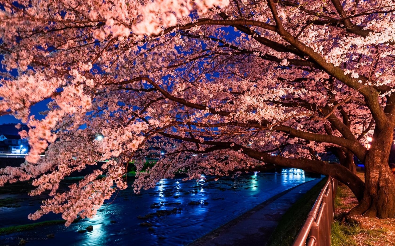 Cherry blossoms at night by the river