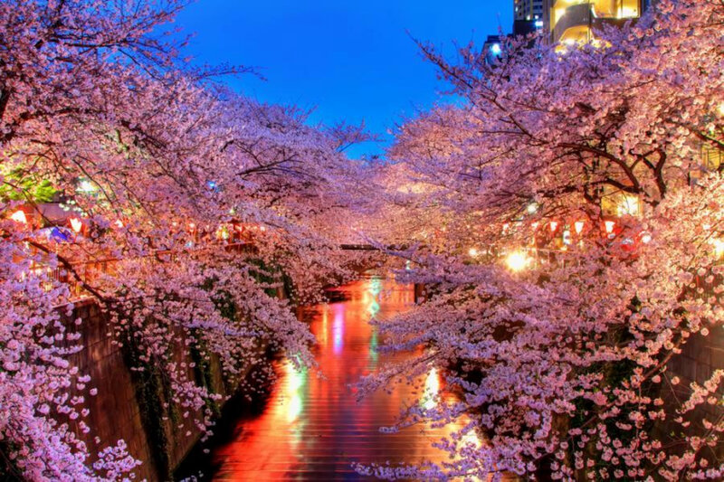 Cherry blossoms at night by the river