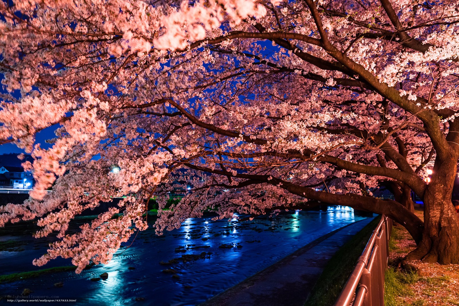 Cherry blossoms at night by the river