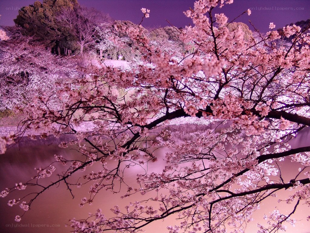Cherry blossoms at night by the water