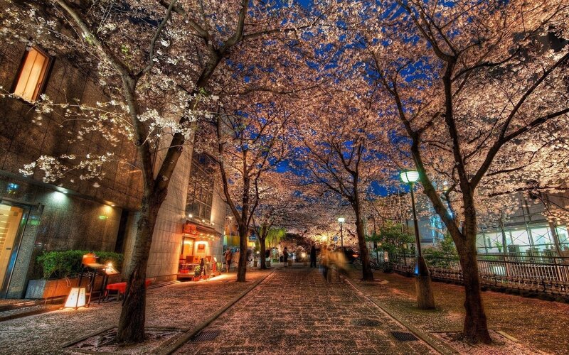 Cherry blossoms at night in Japan