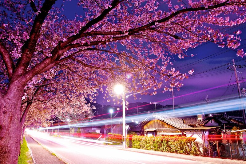 Cherry blossoms at night in Japan