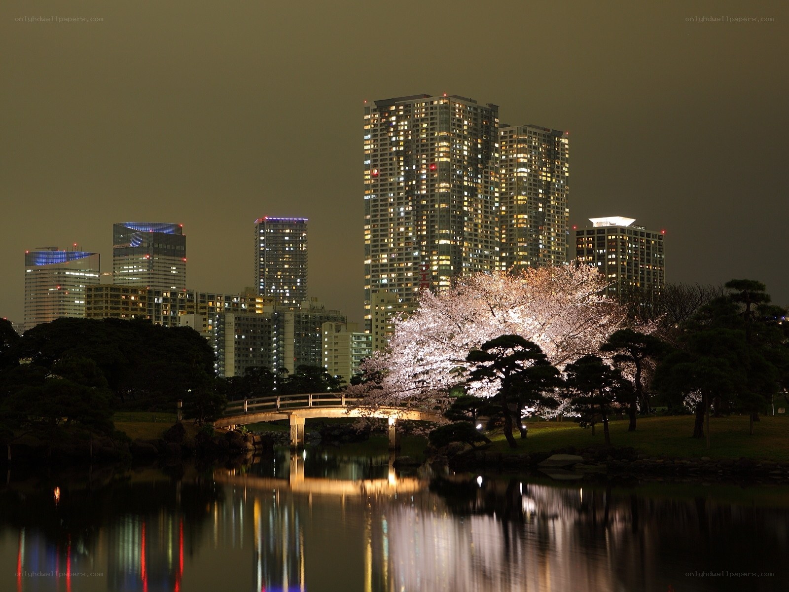 Cherry blossoms at night in Tokyo