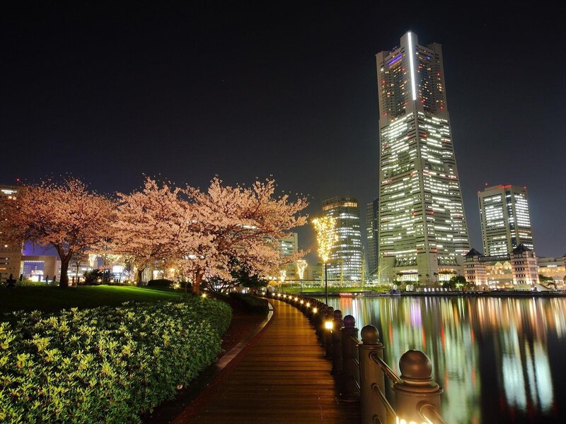 Cherry blossoms at night in Yokohama