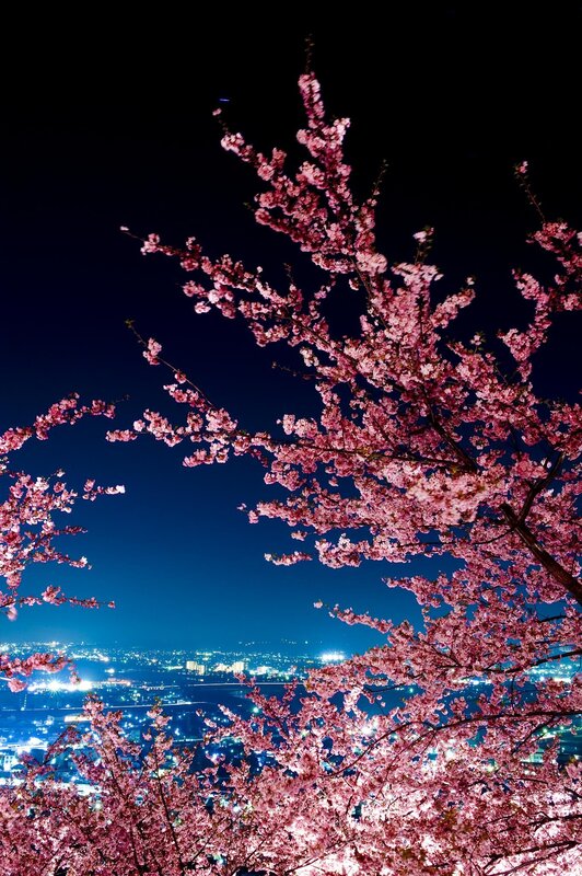 Cherry blossoms at night over city