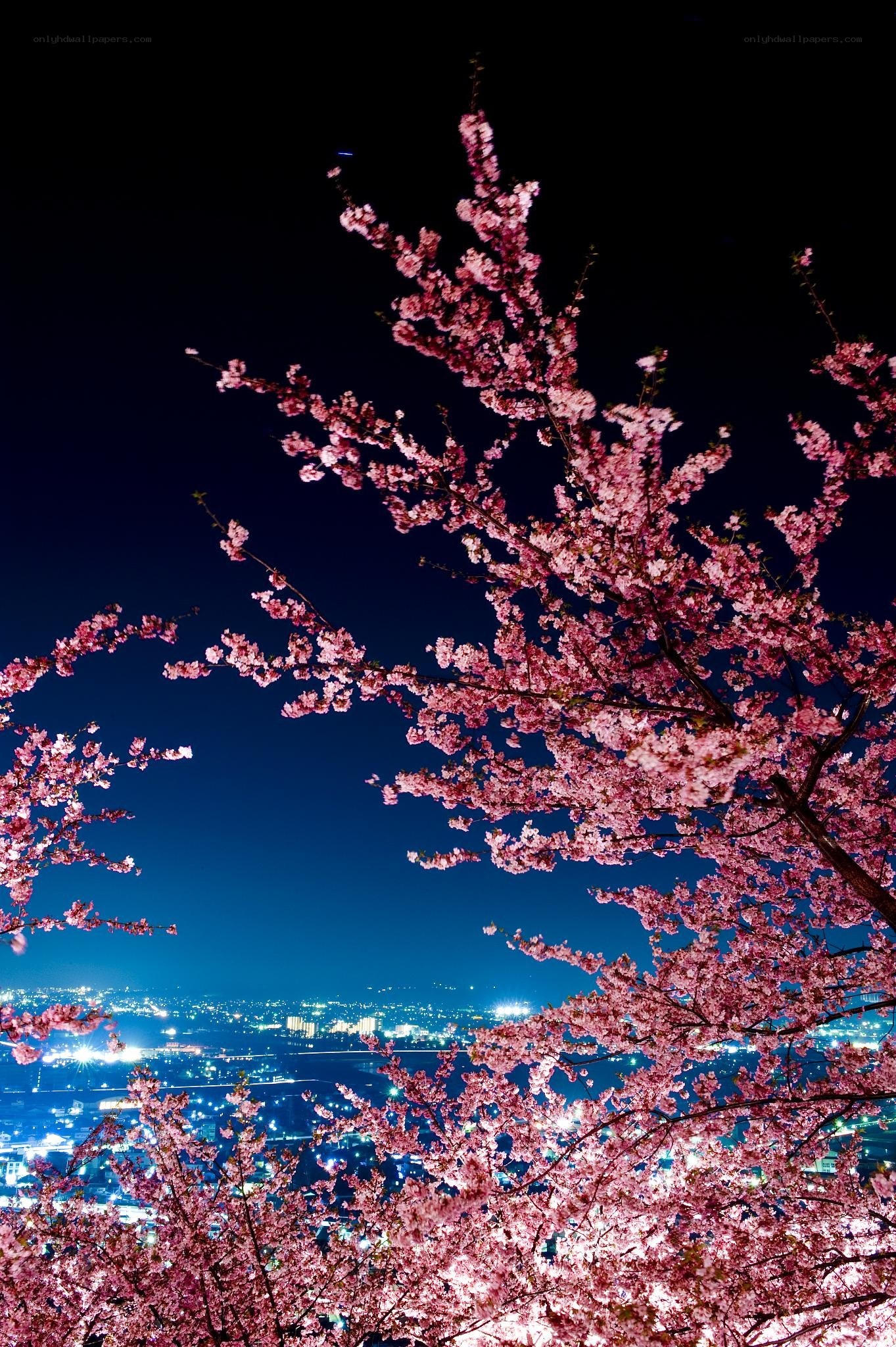 Cherry blossoms at night over city