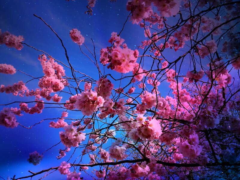 Cherry Blossoms at Night — Pink, Serene, Photograph, Branches