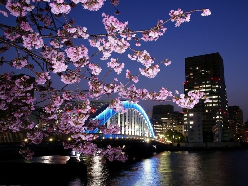 Cherry Blossoms at Night — Pink, Serene, Photograph, Bridge