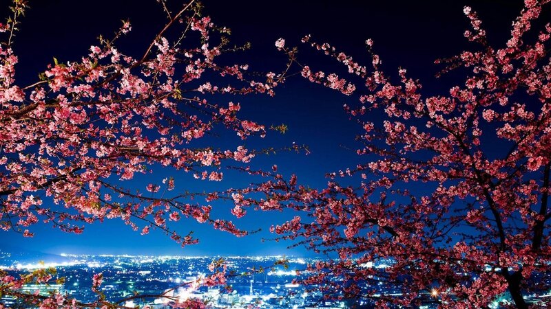 Cherry Blossoms at Night — Pink, Serene, Photograph, City Lights, Branches