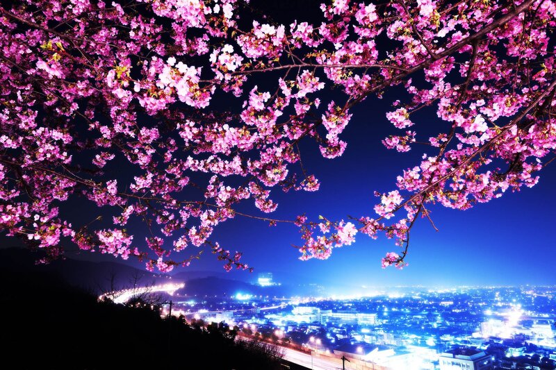 Cherry Blossoms at Night — Pink, Serene, Photograph, City Lights, Night Sky, Trees, Blue, Black