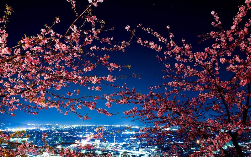 Cherry Blossoms at Night — Pink, Serene, Photograph, City Lights, Night Sky, Trees, Blue